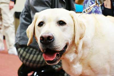 Close up photo of a yellow lab named Chipper