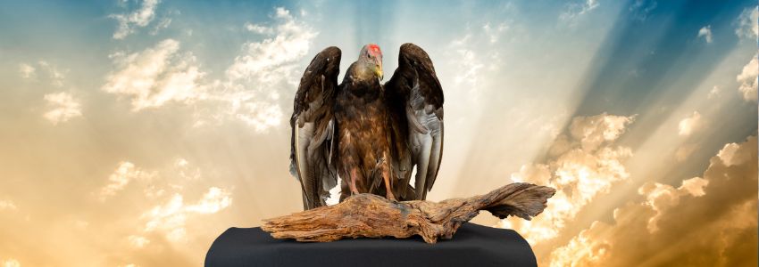 A Turkey Vulture majestically sits on a log perch with a sky behind him with sun rays beaming from out behind him. He's beautiful.